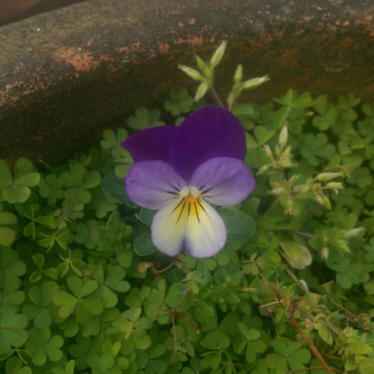 Plant image Viola x wittrockiana 'Cool Wave® Violet Wing'