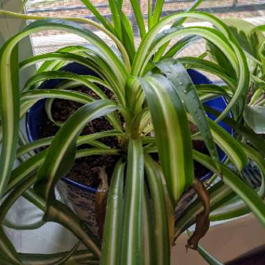 Spider Plant 'Bonnie'