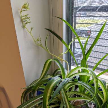 Spider Plant 'Bonnie'