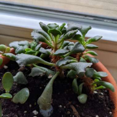 Adromischus 'Key Lime Pie Plant'