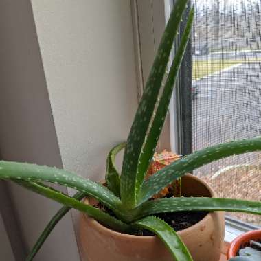 Aloe Vera