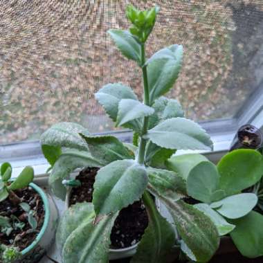 Kalanchoe Donkey Ears