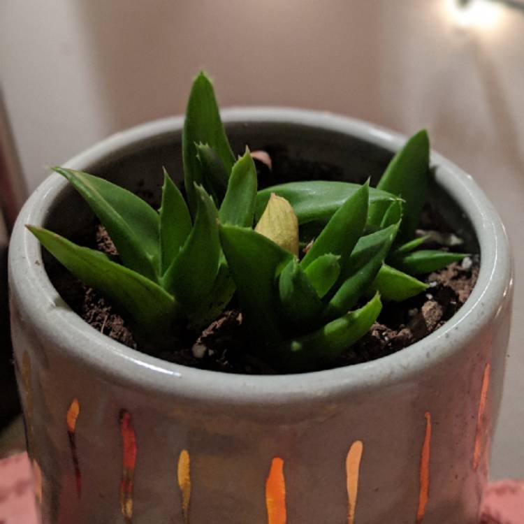 Plant image Haworthia angustifolia 