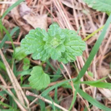 Lamium amplexicaule