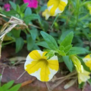 Calibrachoa