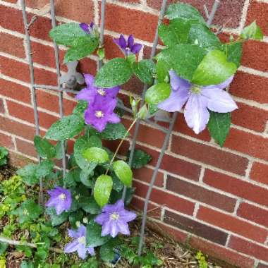 Clematis