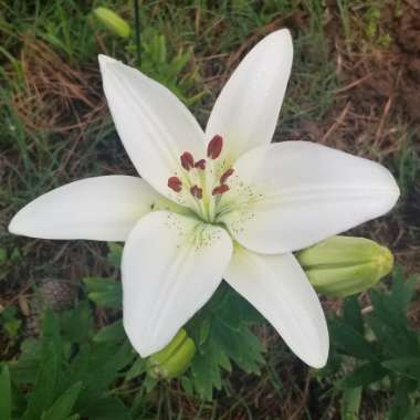 Lilium (Asiatic)