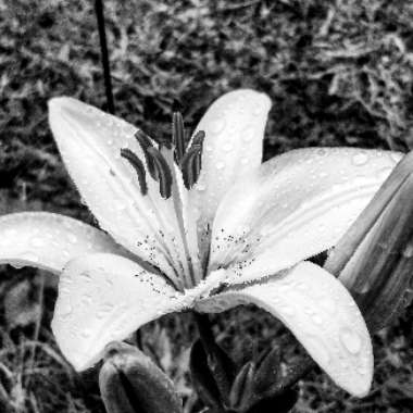 Lilium (Asiatic)