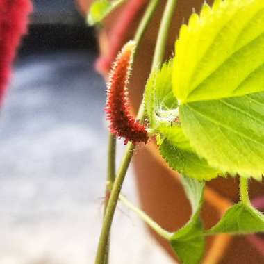 Acalypha hispida