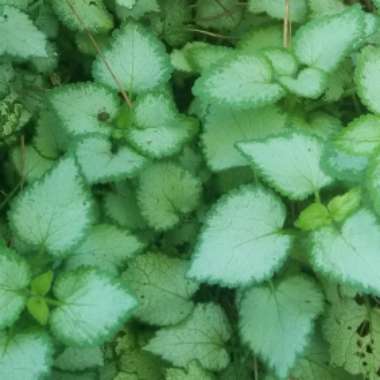 Lamium maculatum