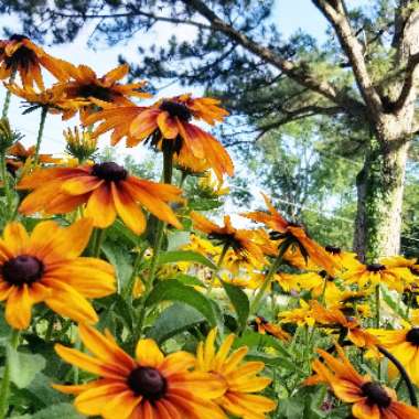 Rudbeckia