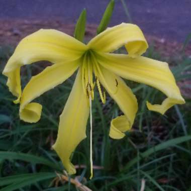 Hemerocallis