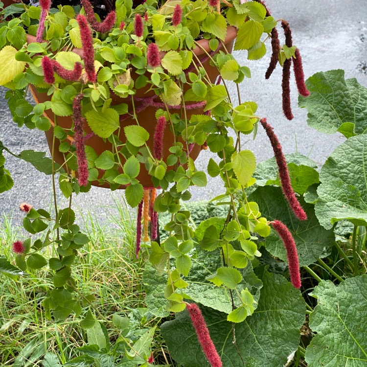 Plant image Acalypha hispida