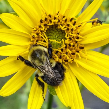 Silphium terebinthinaceum