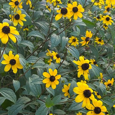 Rudbeckia 'Horrid'