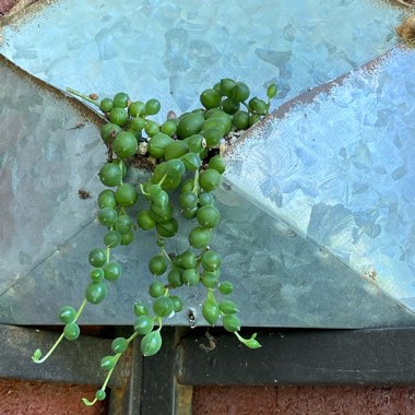 Senecio rowleyanus variegata