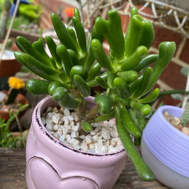 Crassula ovata Hobbit