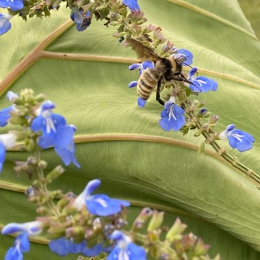 Salvia uliginosa