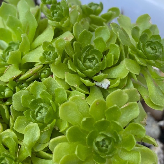 Plant image ROSULARIA MURATDAGHENSIS