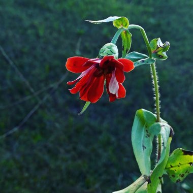 Zinnia elegans