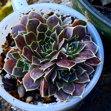 Sempervivum Heuffelii ‘Giuseppi Spiny'