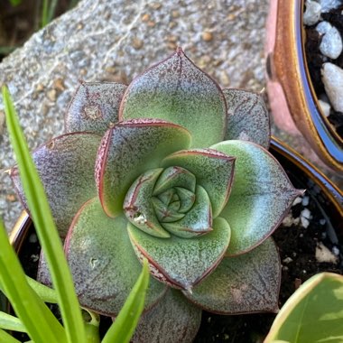 Echeveria Purpusorum