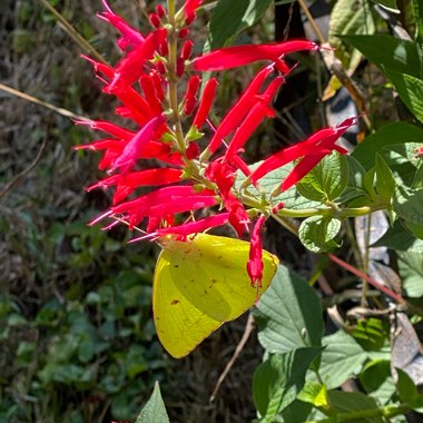 Salvia elegans 'Pineapple Sage'