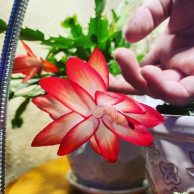 Schlumbergera truncata