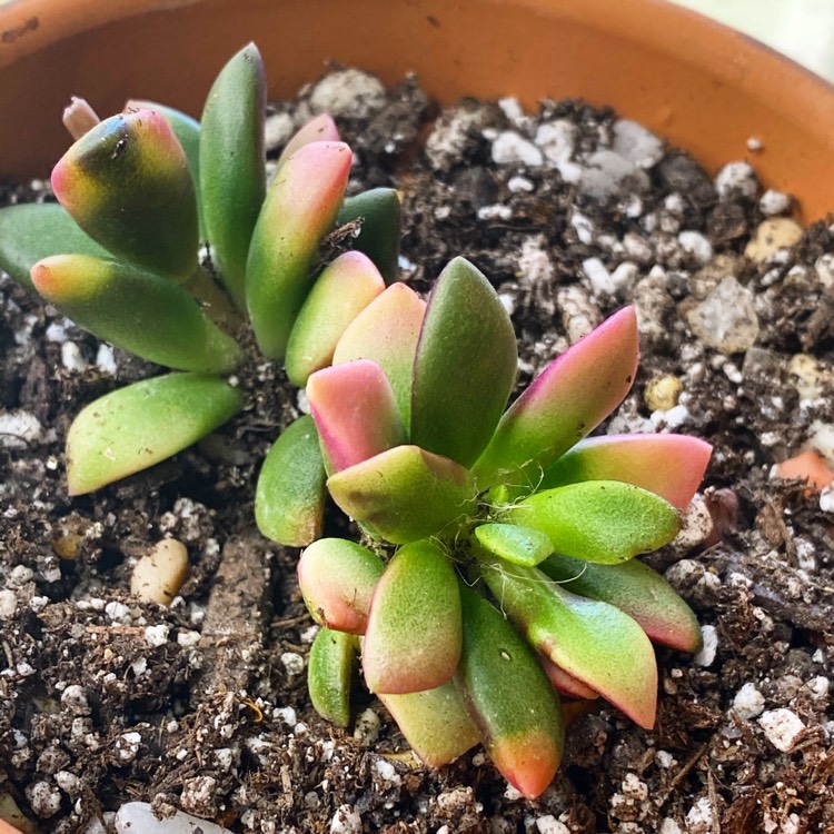 Plant image Anacampseros rufescens 'Sunrise' variegated