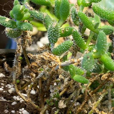 Delosperma echinatum syn. Delosperma pruinosum