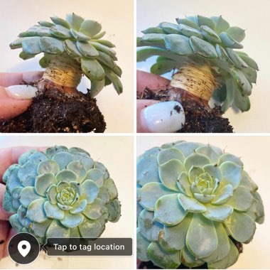 Echeveria