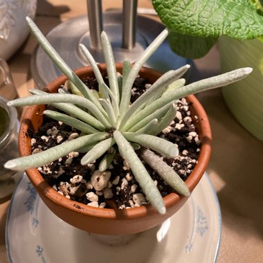 Senecio Scaposus