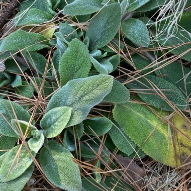 Stachys byzantina 'Helen Von Stein'