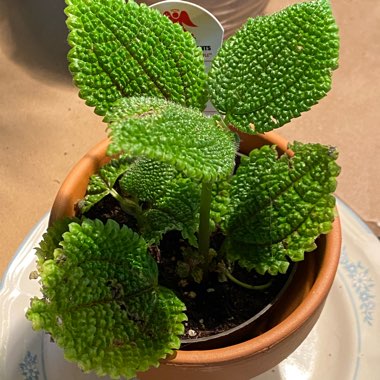 Pilea mollis 'Moon Valley'