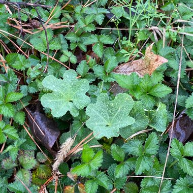 Alcea rosea  syn. Althaea rosea