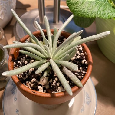 Senecio Scaposus