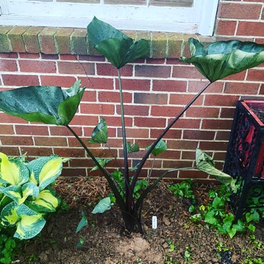 Colocasia esculenta 'Tea Cup' syn. Colocasia esculenta 'Coffee Cups'