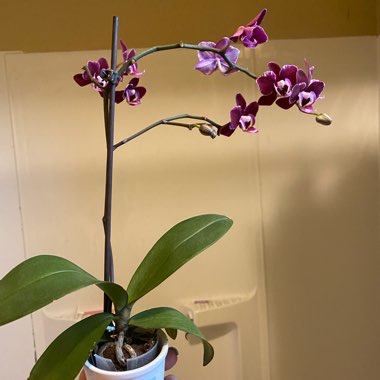 Phalaenopsis