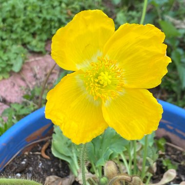 Papaver nudicaule 'Artist's Glory'