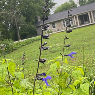 Salvia Guaranitica 'Black and Blue'