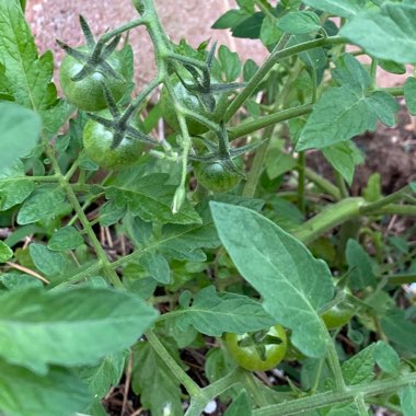 Solanum lycopersicum 'Juliet Roma'