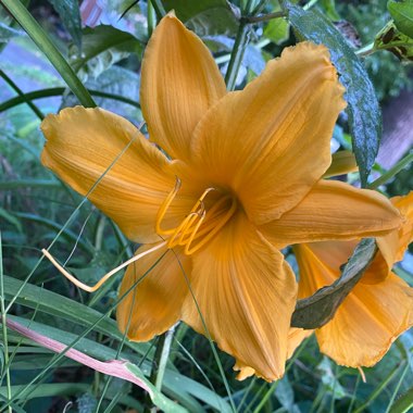 Hemerocallis