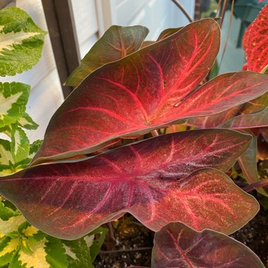 Caladium