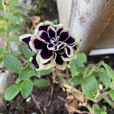 Petunia 'Midnight Gold'