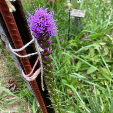 Liatris spicata