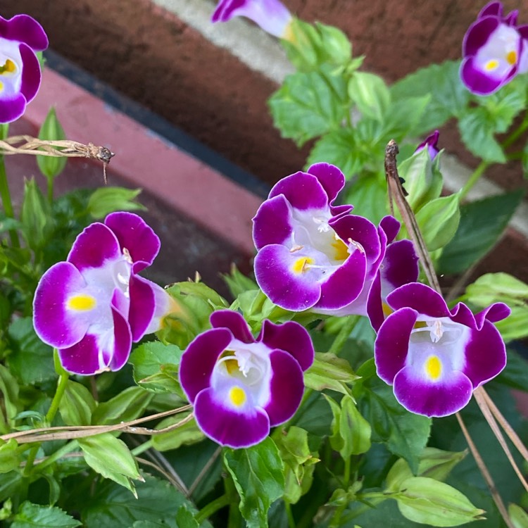 Plant image Torenia Hybrid