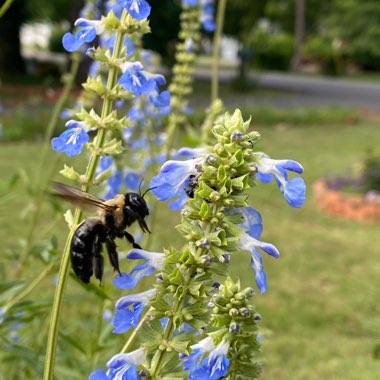 Salvia uliginosa