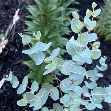 Eucalyptus cinerea subsp. cinerea