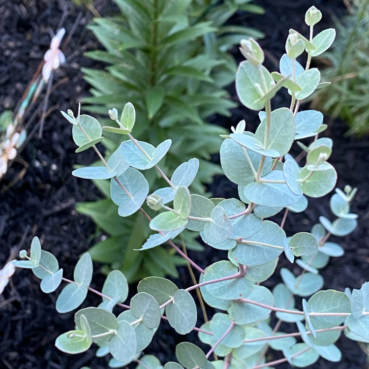 Plant image Eucalyptus cinerea subsp. cinerea