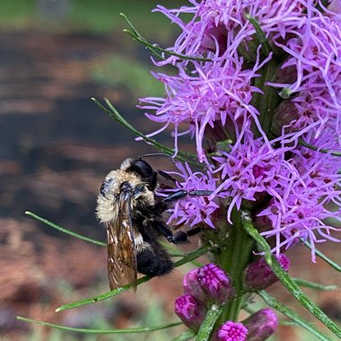 Liatris spicata